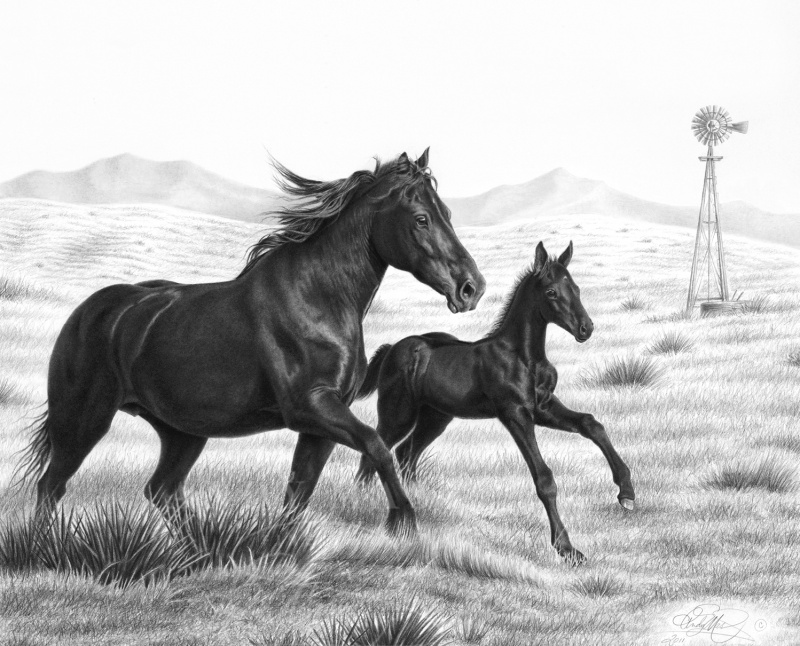 Carefree Canter, pencil art by Andy Mast